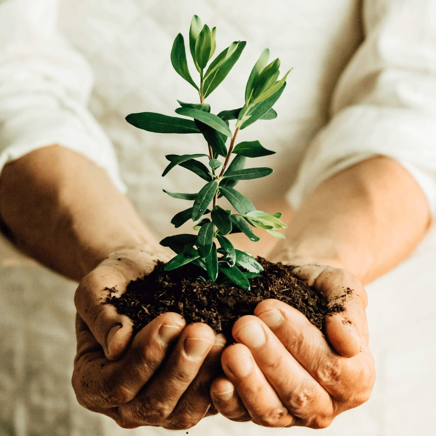 hands holding soil and green plant
